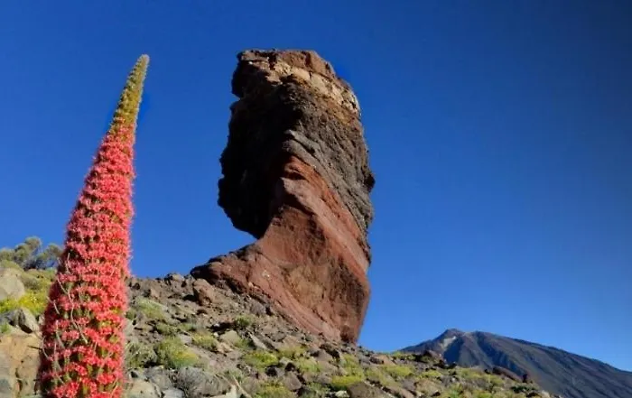 Alessia With Jacuzzi ,garden & Swimming Pool * Santa Cruz de Tenerife